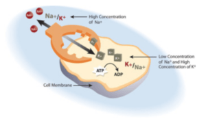 low level laser - healing pathways