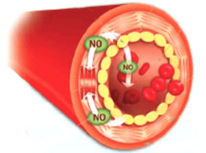 low level laser - nitric oxide