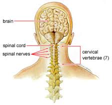 neck pain muscles vancouver treatment