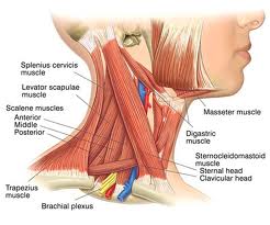 sore neck muscles treatment clinic vancouver